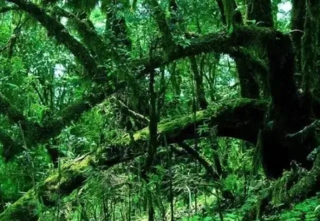 杜鹃根自然风格造景,杜鹃根原始森林造景