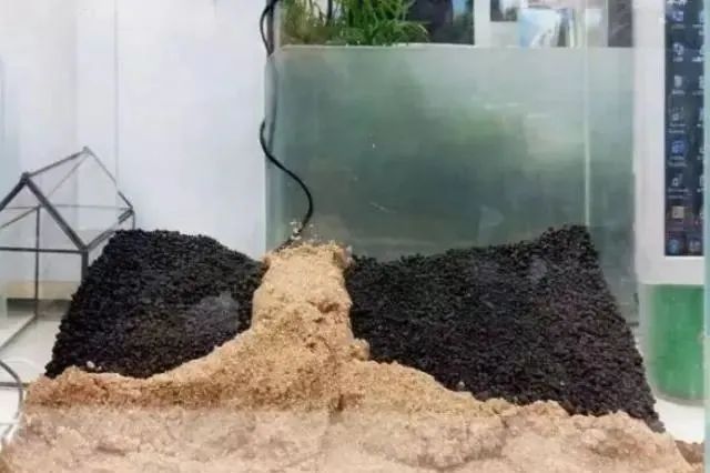 杜鹃根自然风格造景,杜鹃根原始森林造景