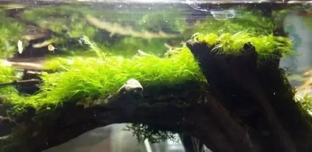 杜鹃根自然风格造景,杜鹃根原始森林造景