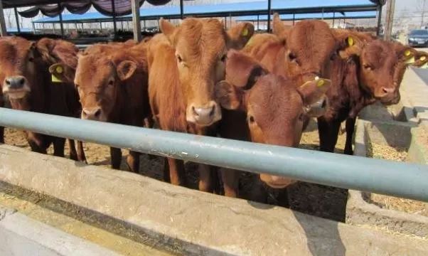 当今农村养殖什么最赚钱最好养,农村养殖业什么项目比较稳回本快