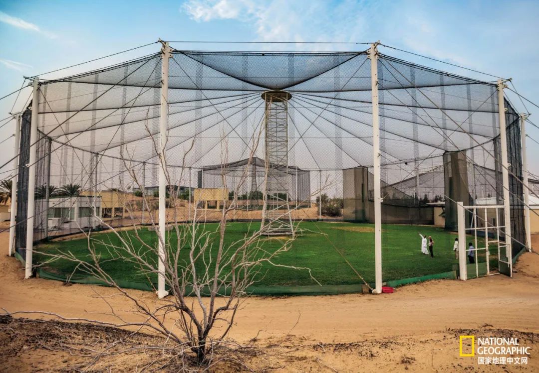 迪拜酋长养的动物,迪拜酋长养的土豪鸟