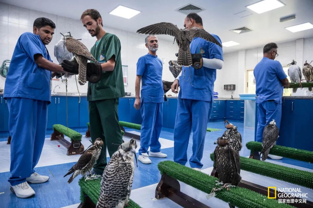 迪拜酋长养的动物,迪拜酋长养的土豪鸟