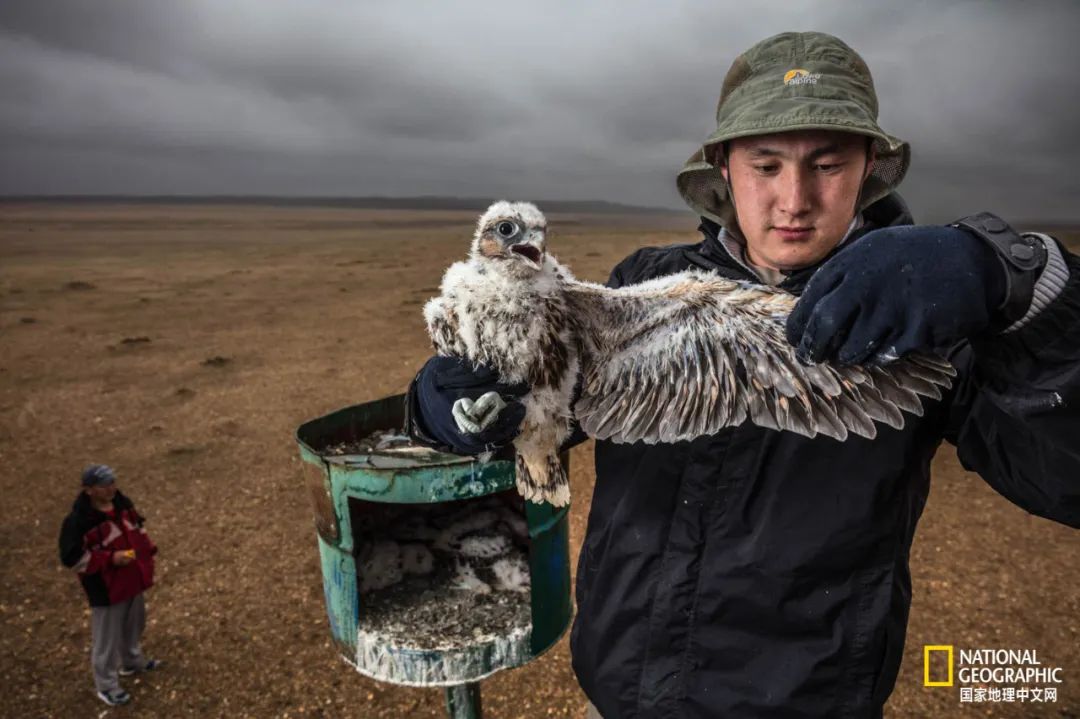 迪拜酋长养的动物,迪拜酋长养的土豪鸟