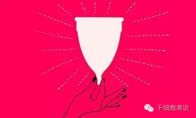 女性内膜干细胞,女性体内的干细胞