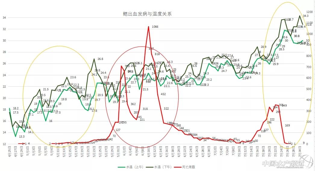 鲫鱼出血病最快的治疗方法,鲫鱼行情最新消息