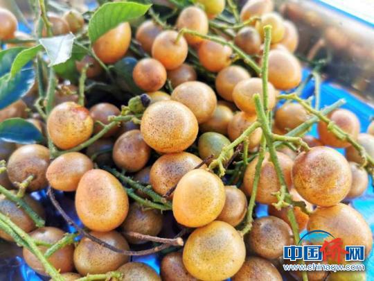 广东人爱吃的黄皮,广东台山吃啥