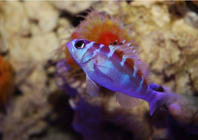 海水疾病,海水鱼疾病图鉴