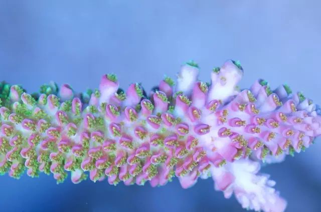 海水疾病,海水鱼疾病图鉴