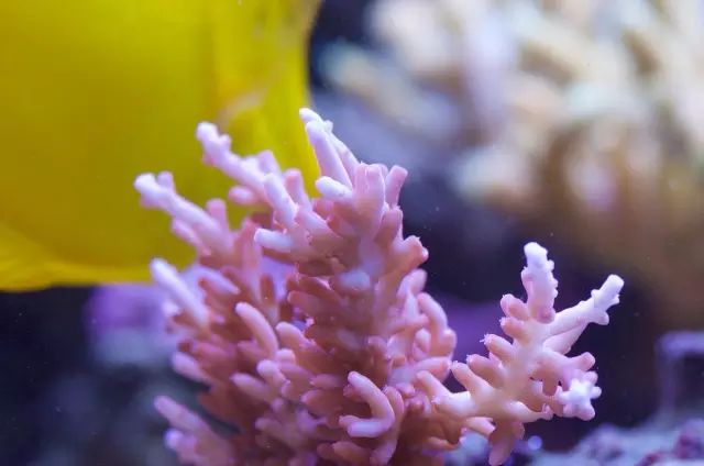 海水疾病,海水鱼疾病图鉴