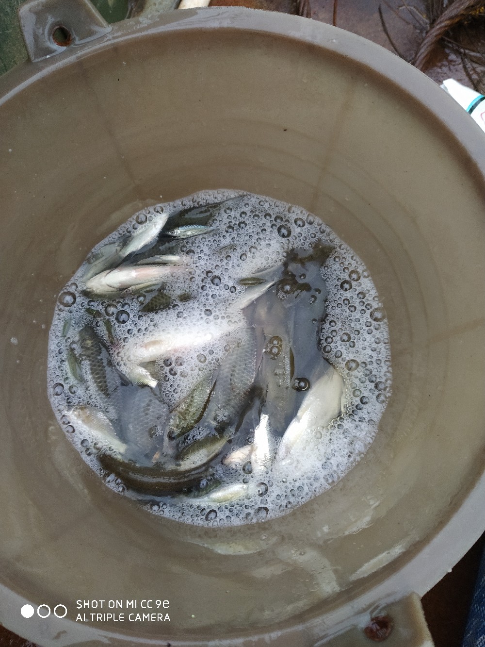 小鱼闹窝最佳处理方法,小鱼闹窝最简单的解决办法