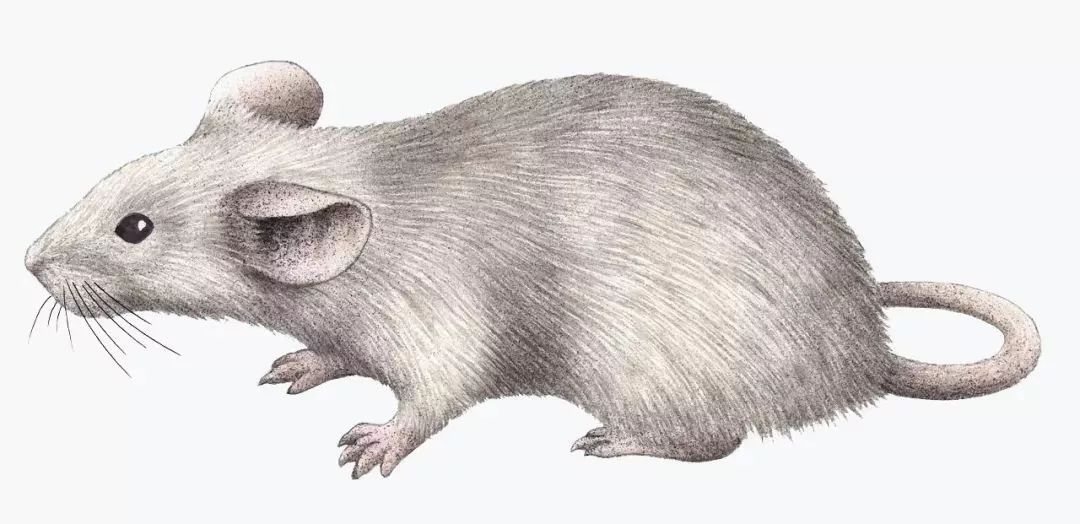 癌症的免疫治疗文献综述论文,综述癌症的免疫细胞疗法