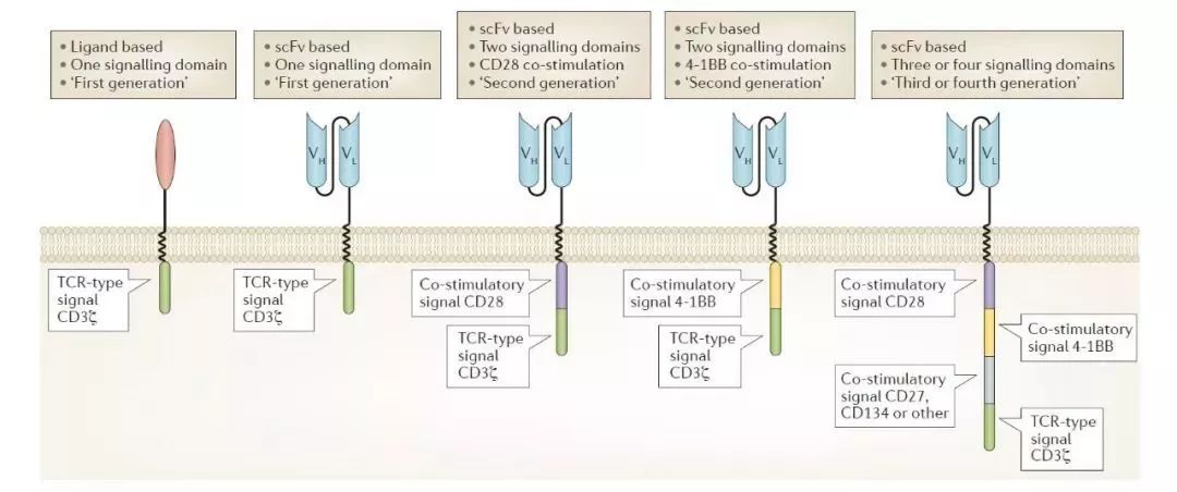 癌症的免疫治疗文献综述论文,综述癌症的免疫细胞疗法