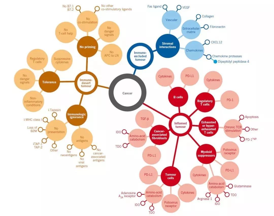 癌症的免疫治疗文献综述论文,综述癌症的免疫细胞疗法