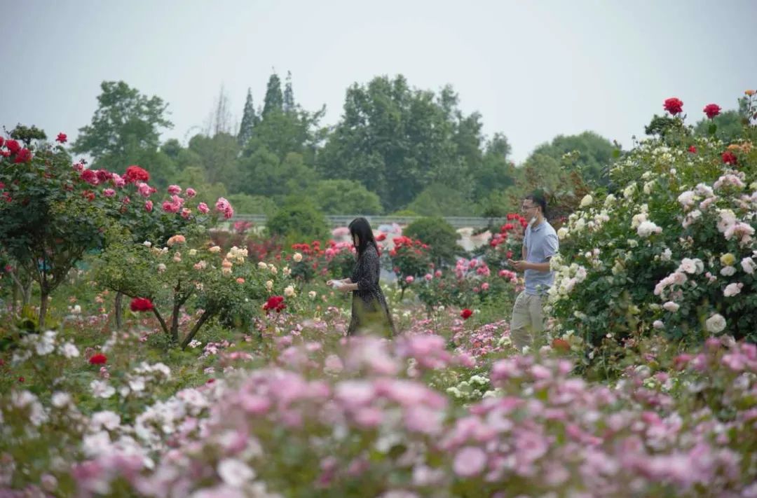 夏日避暑胜地高铁直达,坐动车可直达哪些地方避暑