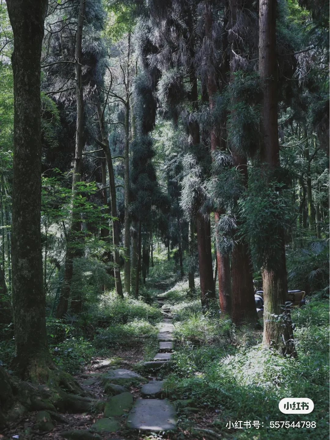 夏日避暑胜地高铁直达,坐动车可直达哪些地方避暑