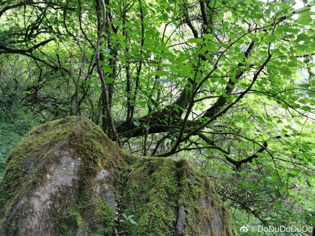 夏日避暑胜地高铁直达,坐动车可直达哪些地方避暑