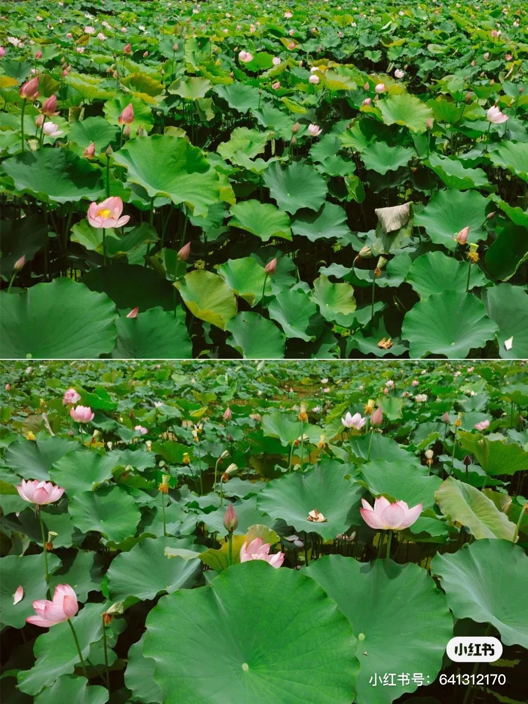 夏日避暑胜地高铁直达,坐动车可直达哪些地方避暑