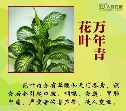 女子下雨咬叶子中毒,登山遇雨咬叶子挡雨中毒