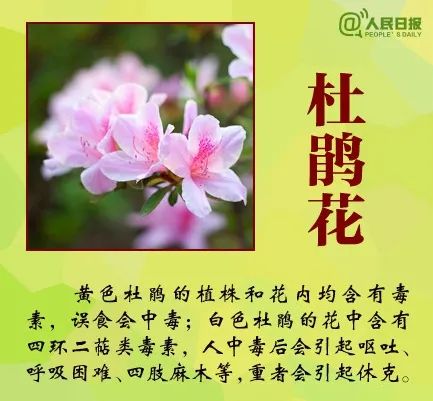 女子下雨咬叶子中毒,登山遇雨咬叶子挡雨中毒