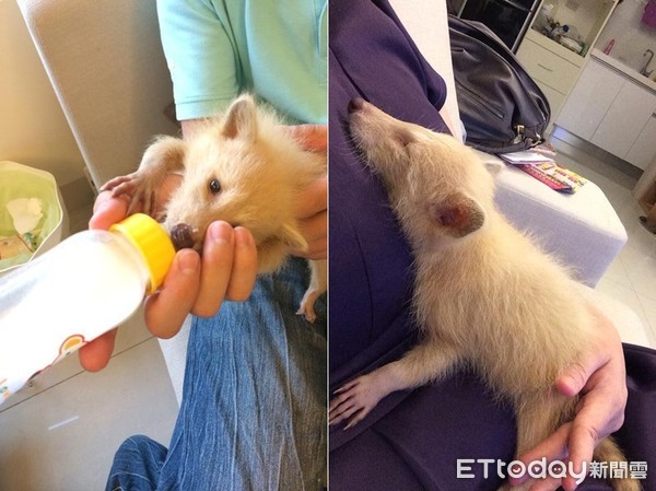 养浣熊的经历,家养浣熊日常怎么养活