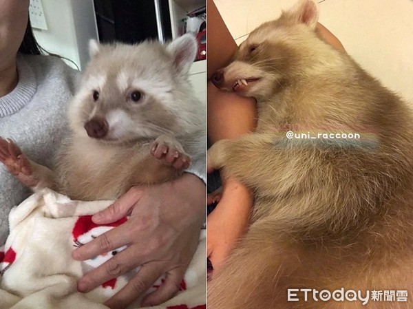 养浣熊的经历,家养浣熊日常怎么养活