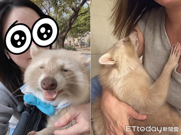 养浣熊的经历,家养浣熊日常怎么养活