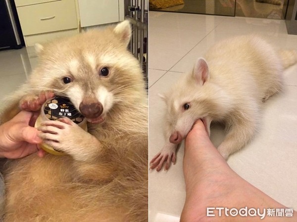 养浣熊的经历,家养浣熊日常怎么养活