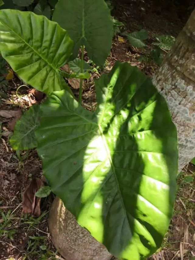 女子下雨咬叶子中毒,登山遇雨咬叶子挡雨中毒