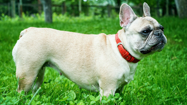 狗狗中暑急救措施法斗,狗狗有点中暑喝冰水