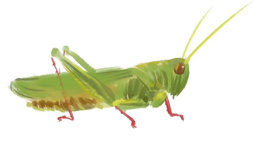 法布尔昆虫记之菜粉蝶的故事,夜话法布尔昆虫记