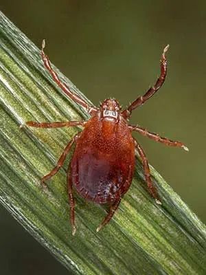 虫子爬到身体里,虫子爬到后背皮肤里面去了