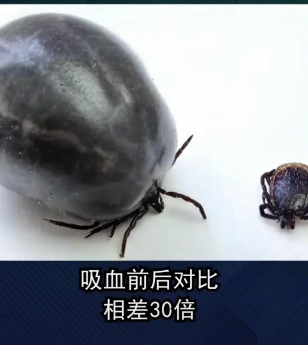 虫子爬到身体里,虫子爬到后背皮肤里面去了