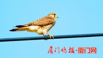 遇到受伤的鸟类该怎么办,碰见受伤的鸟怎么处理