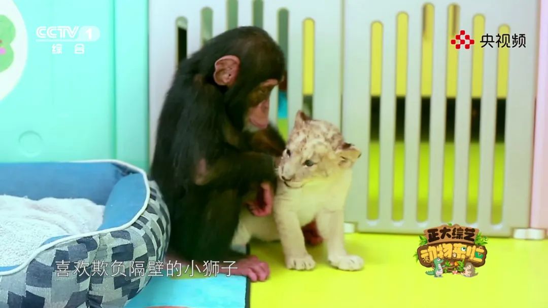 上“体育课”、怕打针，今天18:00档《动物来啦》带您看看动物们的成长烦恼