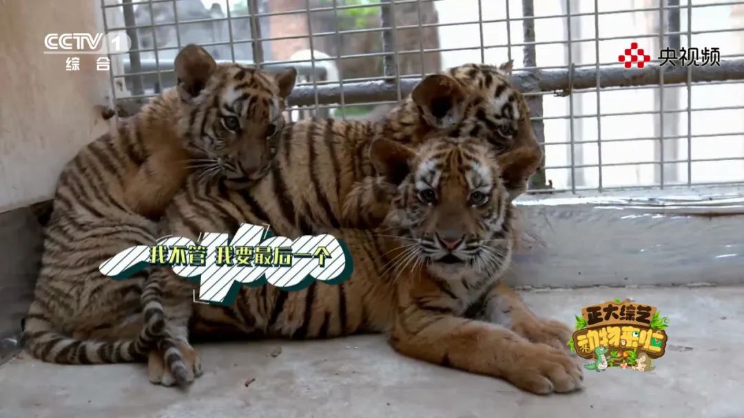 上“体育课”、怕打针，今天18:00档《动物来啦》带您看看动物们的成长烦恼