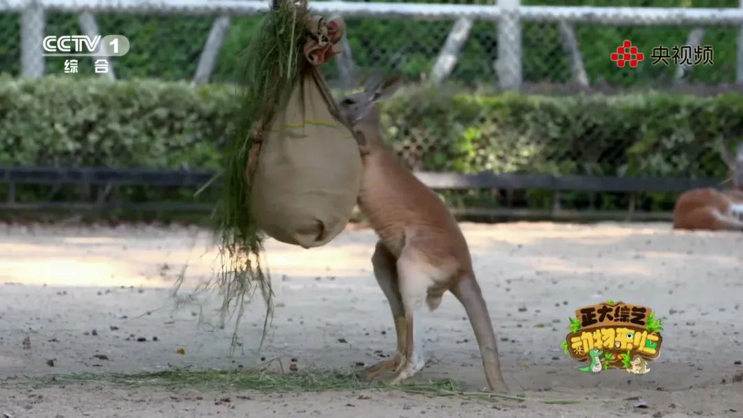 上“体育课”、怕打针，今天18:00档《动物来啦》带您看看动物们的成长烦恼