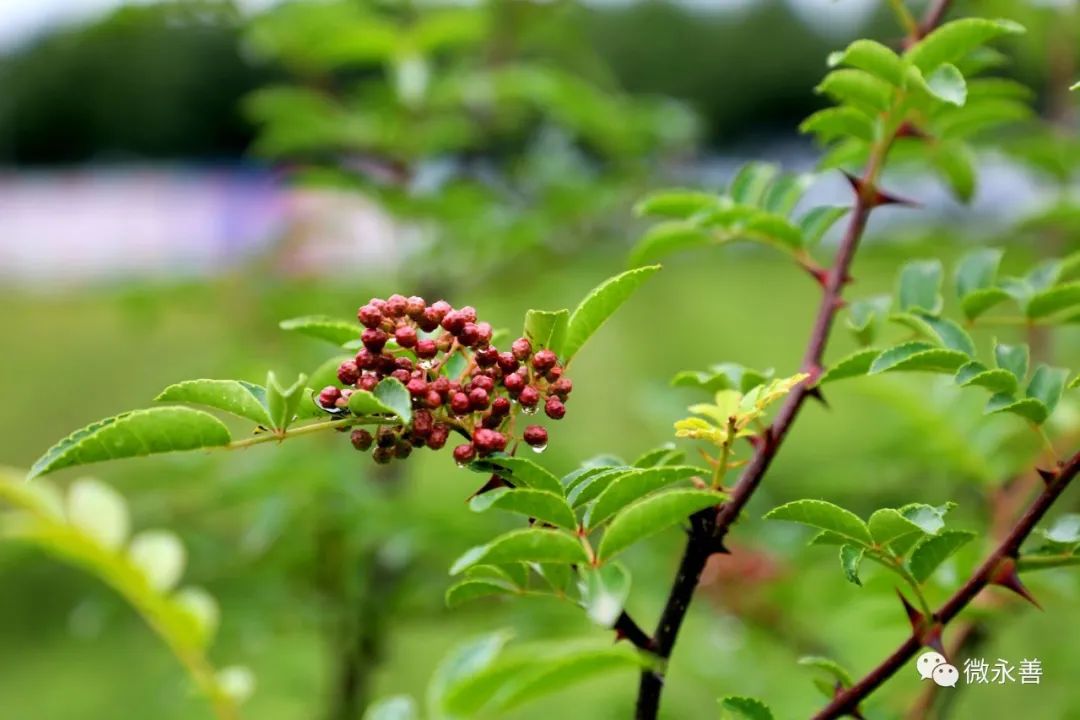 永善小贡椒种植基地,昭通永善县的支柱产业
