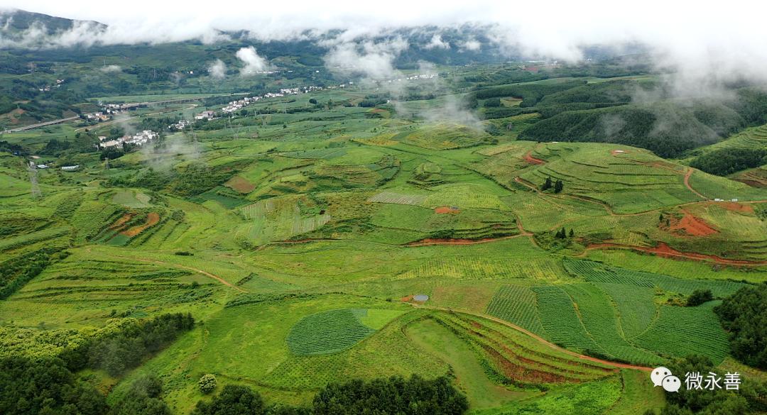 永善小贡椒种植基地,昭通永善县的支柱产业