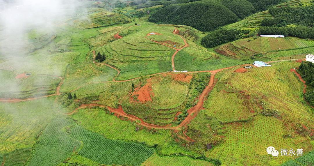 永善小贡椒种植基地,昭通永善县的支柱产业