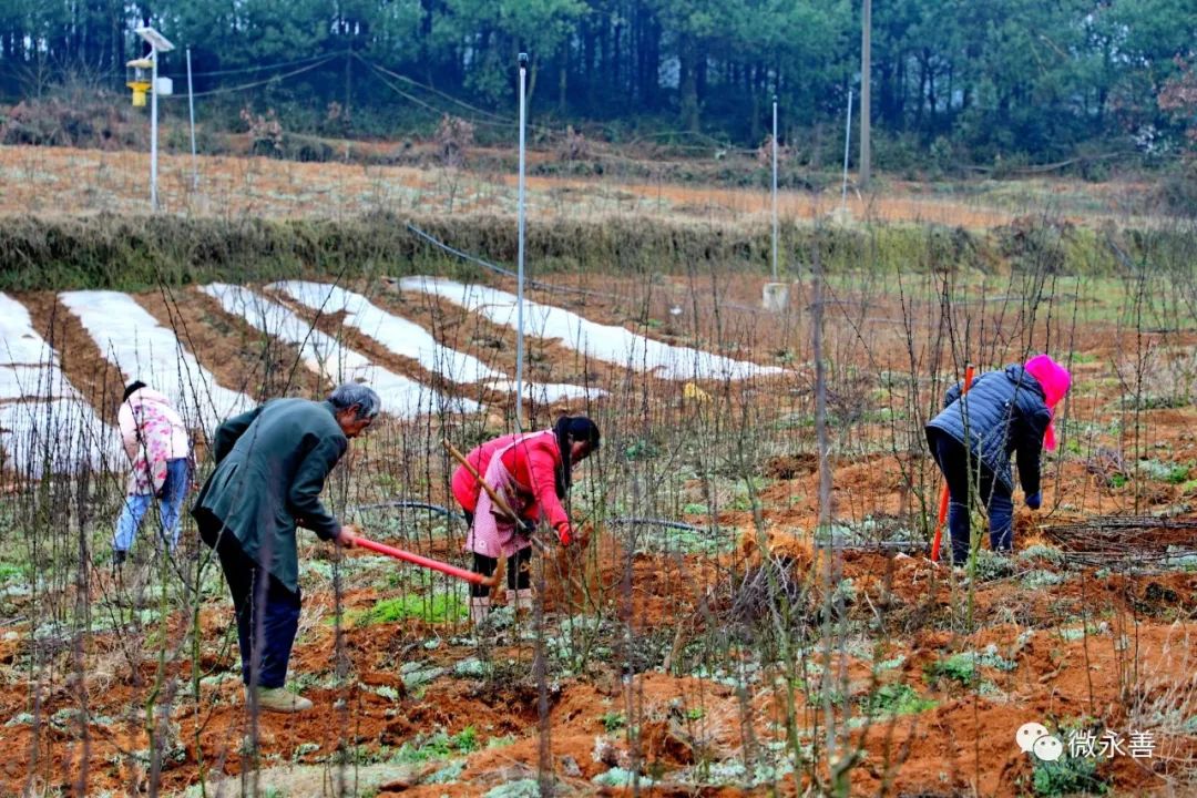 永善小贡椒种植基地,昭通永善县的支柱产业