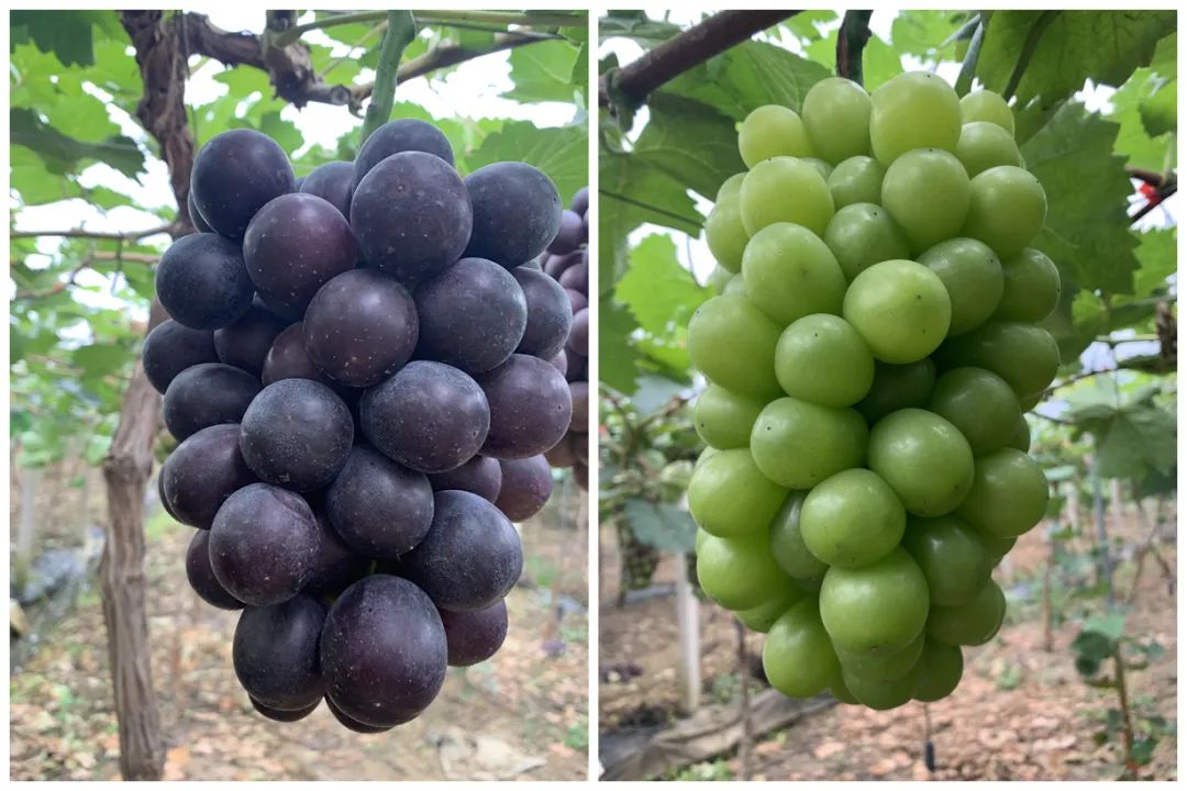 重要通知手机大降价图片,重要通知打折