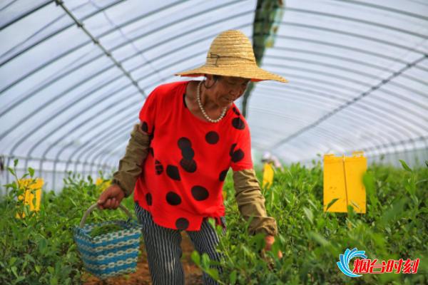 烟台民营企业隐形冠军,智慧农业助力春耕生产降本增效