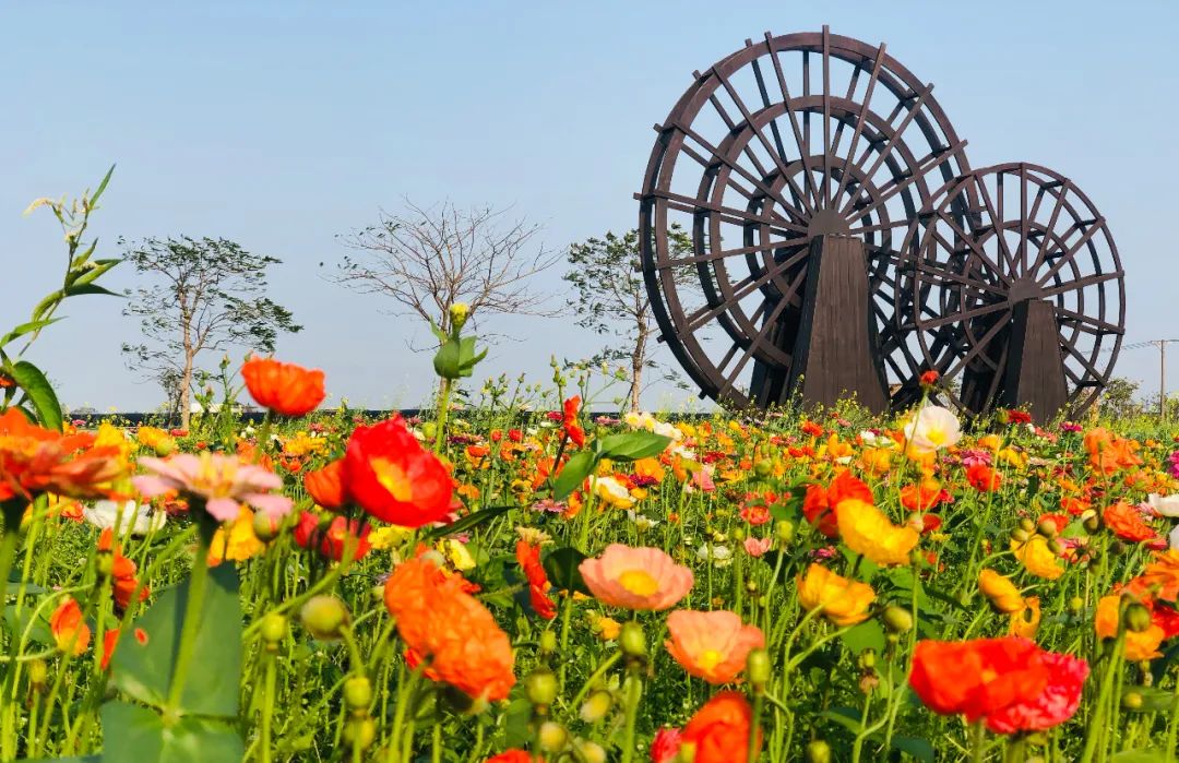 广东翁源兰花年产值超30亿,蝴蝶兰广东年产量