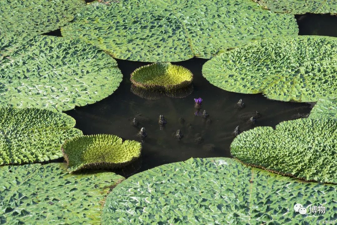 日式驱魔,日式降妖法