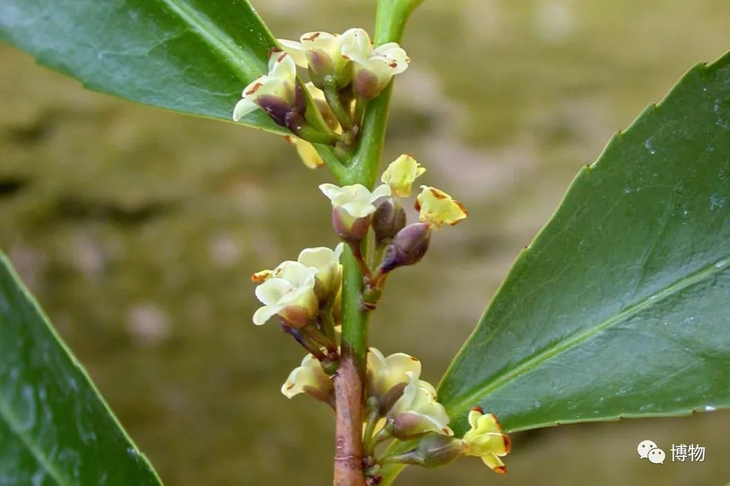 日式驱魔,日式降妖法