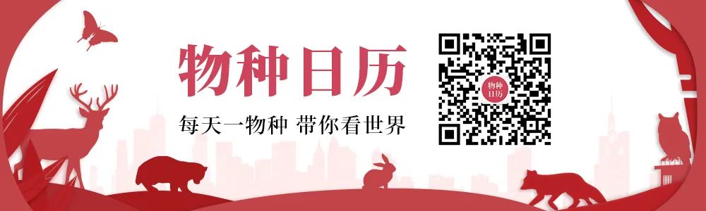 乌鸡怎么长得那么黑,乌鸡是在哪里首次发现的