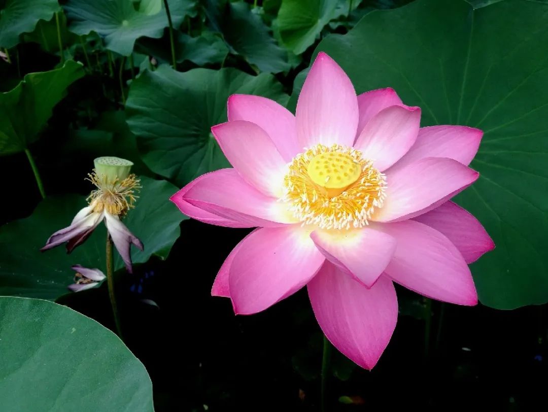 荷花和莲花有什么区别啊,荷花和莲花是一回事吗