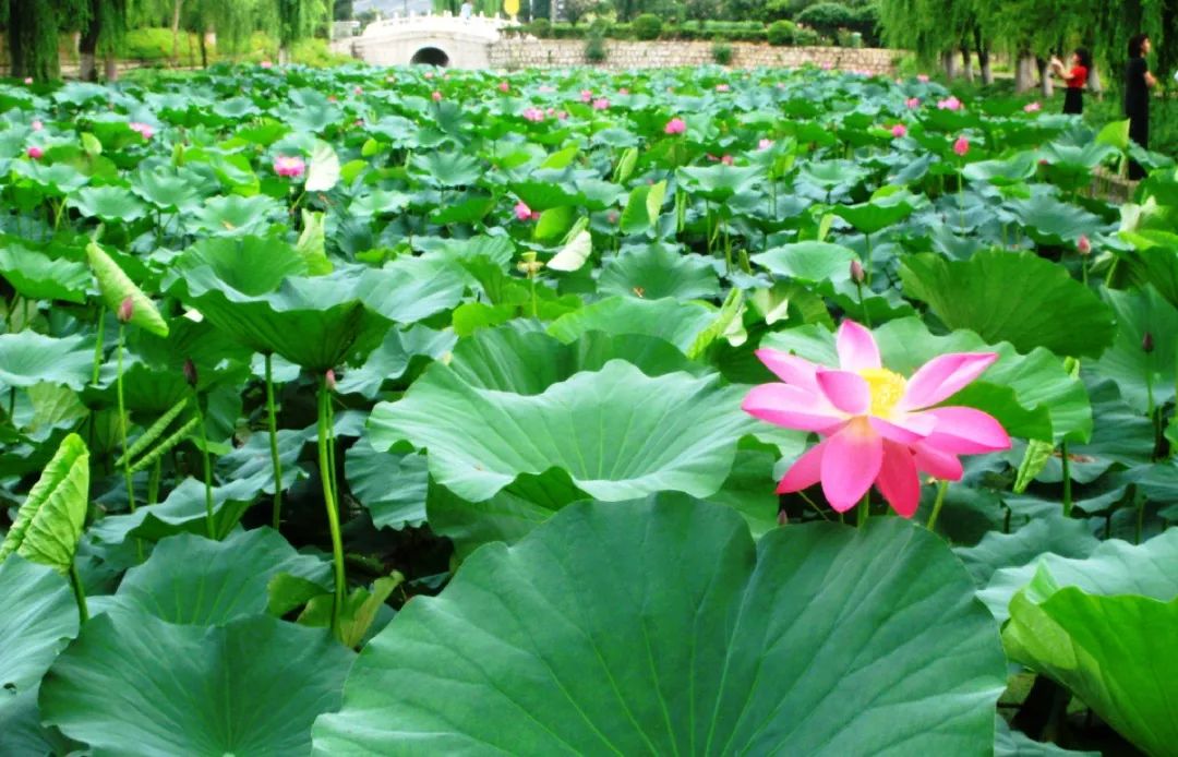 荷花和莲花有什么区别啊,荷花和莲花是一回事吗