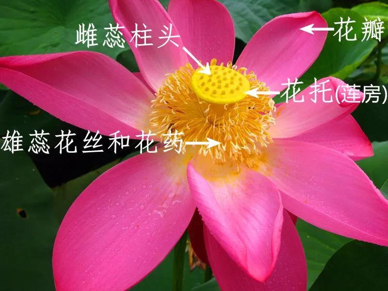 荷花和莲花有什么区别啊,荷花和莲花是一回事吗