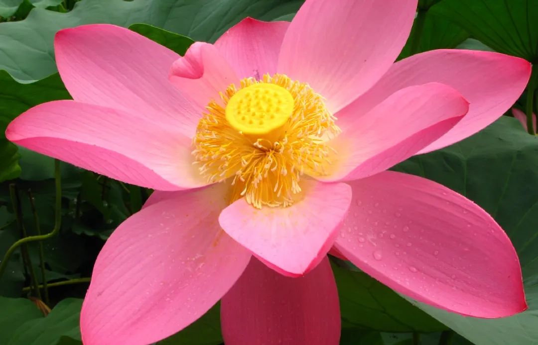 荷花和莲花有什么区别啊,荷花和莲花是一回事吗